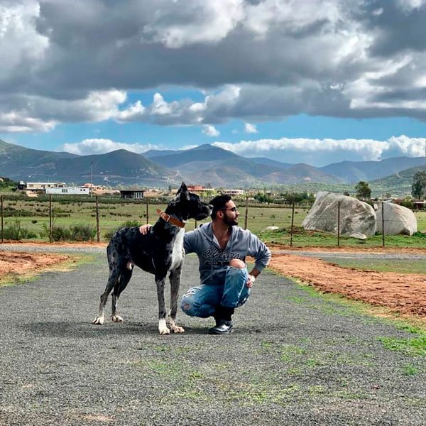 Pug en Hotel Valle de Guadalupe